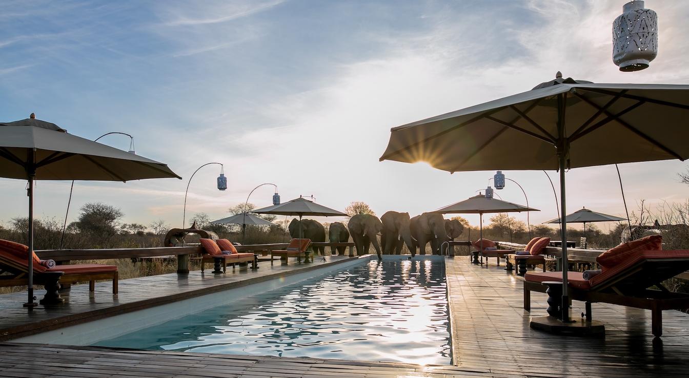 Feline Fields by Mantis